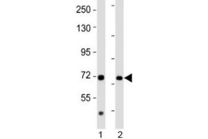 Western blot testing of AACS antibody at 1:2000 dilution.
