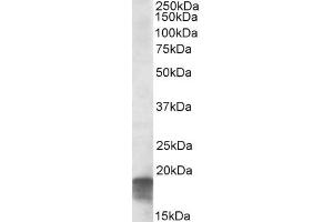 ABIN571050 (0. (SDHAF1 Antikörper  (C-Term))