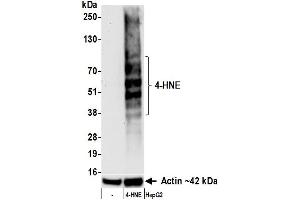 Western Blotting (WB) image for anti-4-Hydroxynonenal (HNE) antibody (ABIN7795712)