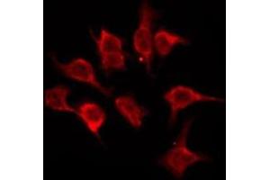 ABIN6276164 staining NIH-3T3 by IF/ICC. (OR5A2 Antikörper)