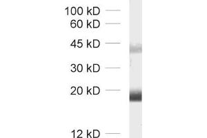 Western Blotting (WB) image for anti-Claudin 11 (CLDN11) (AA 188-207) antibody (ABIN1742489) (Claudin 11 Antikörper  (AA 188-207))