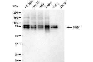 Western blotting analysis using MBD1 antibody (ABIN7799385). (Rekombinanter MBD1 Antikörper)
