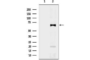 anti-Netrin 1 (NTN1) (C-Term) antibody