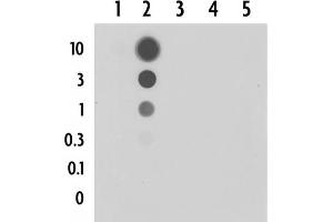 anti-5-Formylcytosine antibody