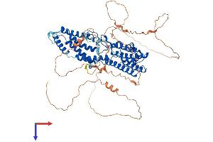 Bestrophin 3 Protein (BEST3) (AA 1-669) (His tag)