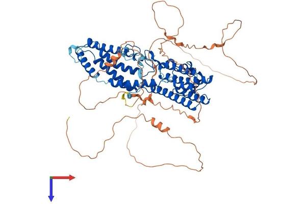 Bestrophin 3 Protein (BEST3) (AA 1-669) (His tag)