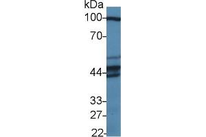 Western Blot; Sample: Human HepG2 cell lysate; Primary Ab: 1µg/ml Rabbit Anti-Human PUS1 Antibody Second Ab: 0.