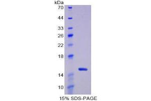 SDS-PAGE (SDS) image for Thioredoxin (TXN) (AA 1-105) protein (His tag) (ABIN1080901) (TXN Protein (AA 1-105) (His tag))