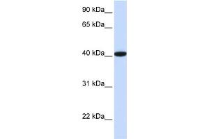 WB Suggested Anti-GTF2B Antibody Titration:  0. (GTF2B Antikörper  (N-Term))