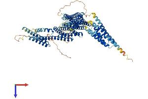 CTNNAL1 Protein (AA 1-731) (His tag)