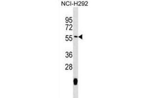 Western Blotting (WB) image for anti-Mitochondrial Translational Release Factor 1 (MTRF1) antibody (ABIN2999482) (MTRF1 Antikörper)