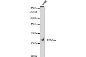 Western blot analysis of extracts of HepG2 cells, using HMGCS2 antibody (ABIN7265328) at 1:1000 dilution. (HMGCS2 Antikörper)