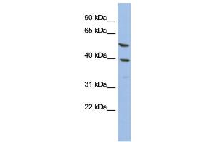 WB Suggested Anti-OLAH  Antibody Titration: 0. (OLAH Antikörper  (N-Term))