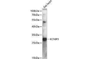 Western blot analysis of extracts of rat heart, using KCNIP3 antibody (ABIN6134332, ABIN6142715, ABIN6142716 and ABIN6217806) at 1:3000 dilution. (DREAM Antikörper  (AA 1-100))