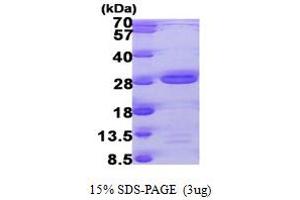 RNA Polymerase II TBP-Associated Factor Subunit G (TAF9) (AA 1-172) protein (His tag)