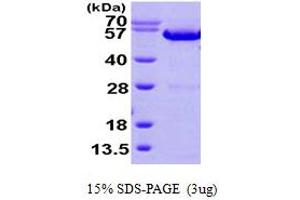 SDS-PAGE (SDS) image for Annexin A11 (ANXA11) (AA 1-505) protein (His tag) (ABIN667834)
