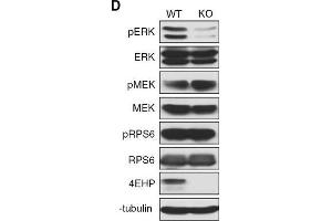 Depletion of 4EHP expression affects cell proliferation, survival, and ERK1/2 phosphorylation. (EIF4E2 Antikörper)