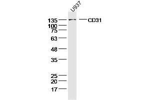 U937 lysates probed with CD31 Polyclonal Antibody, Unconjugated  at 1:300 dilution and 4˚C overnight incubation.
