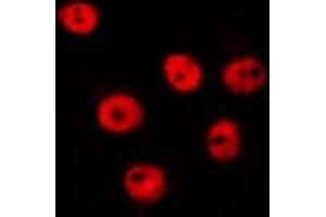 ABIN6275609 staining Hela by IF/ICC. (SFRS8 Antikörper  (N-Term))