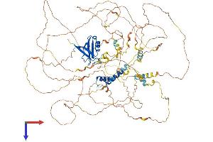 SYNPO2L Protein (AA 1-977) (His tag)
