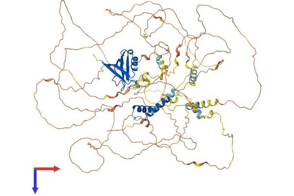 SYNPO2L Protein (AA 1-977) (His tag)