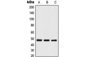 Western blot analysis of TRIP13 expression in Jurkat (A), NIH3T3 (B), PC12 (C) whole cell lysates.