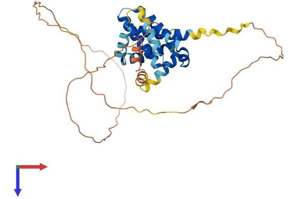 MCL-1 Protein (AA 1-331) (His tag)