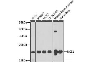 Western blot analysis of extracts of various cell lines using NCS1 Polyclonal Antibody at dilution of 1:1000. (NCS1 Antikörper)