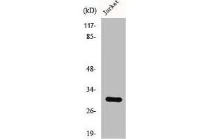 Western Blot analysis of LOVO cells using CSP Polyclonal Antibody (DNAJC5 Antikörper  (C-Term))