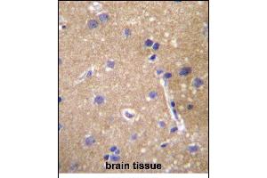 ABCC12 Antibody (Center) (ABIN657120 and ABIN2846265) immunohistochemistry analysis in formalin fixed and paraffin embedded human brain tissue followed by peroxidase conjugation of the secondary antibody and DAB staining. (ABCC12 Antikörper  (AA 723-752))