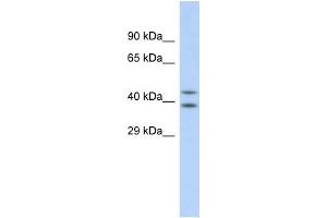 Host: Rabbit Target Name: DHODH Sample Type: HepG2 Whole cell lysates Antibody Dilution: 1. (DHODH Antikörper  (N-Term))