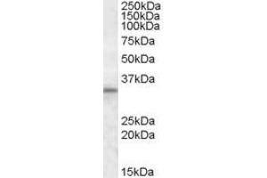 ABIN335140 (1µg/ml) staining of Human Testis lysate (35µg protein in RIPA buffer). (HAX1 Antikörper  (Internal Region))