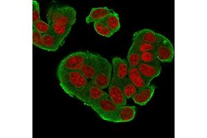 Immunofluorescence Analysis of MCF-7 cells labeling HER-4 with HER-4 / ERBB4 Mouse Monoclonal Antibody (HFR-1) Goat anti-Mouse IgG-CF488 (Green). (ERBB4 Antikörper  (AA 1116-1269))