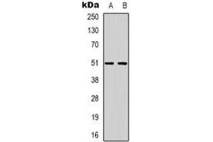 Western blot analysis of GPCR135 expression in SKNSH (A), K562 (B) whole cell lysates. (Relaxin 3 Receptor 1 Antikörper)