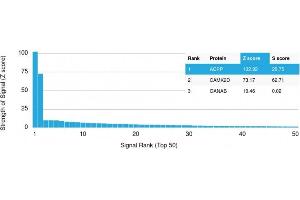 Analysis of Protein Array containing >19,000 full-length human proteins using PSAP Mouse Monoclonal Antibody (rACPP/1338) Z- and S- Score: The Z-score represents the strength of a signal that a monoclonal antibody (Monoclonal Antibody) (in combination with a fluorescently-tagged anti-IgG secondary antibody) produces when binding to a particular protein on the HuProtTM array. (Rekombinanter ACPP Antikörper)