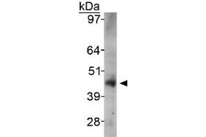 Western blot analysis of SIRT6 in HeLa whole cell lysate with SIRT6 polyclonal antibody . (SIRT6 Antikörper  (AA 250-350))