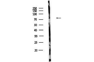 Western blot analysis of lysates from Rat testis, using SLC3 Antibody at 1/1000 dilution.
