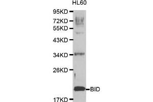 Western blot analysis of extracts of HL60 cell lines, using BID antibody. (BID Antikörper  (AA 1-130))