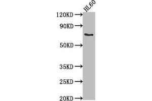 Western Blot Positive WB detected in: HL60 whole cell lysate All lanes: LRIT1 antibody at 1:2000 Secondary Goat polyclonal to rabbit IgG at 1/50000 dilution Predicted band size: 69 kDa Observed band size: 69 kDa (LRIT1 Antikörper  (AA 251-456))