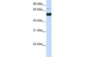 Human 721_B; WB Suggested Anti-ZNF93 Antibody Titration: 0. (ZNF93 Antikörper)