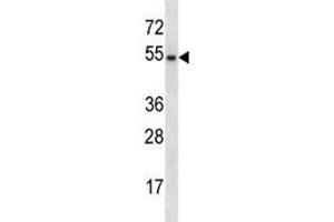 GATA3 antibody western blot analysis in mouse liver tissue lysate. (GATA3 Antikörper  (AA 235-263))