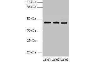 Western blot All lanes: BCAT2 antibody at 2 μg/mL Lane 1: NIH/3T3 whole cell lysate Lane 2: Mouse kidney tissue Lane 3: Mouse spleen tissue Secondary Goat polyclonal to rabbit IgG at 1/10000 dilution Predicted band size: 45, 34 kDa Observed band size: 45 kDa (BCAT2 Antikörper  (AA 28-392))