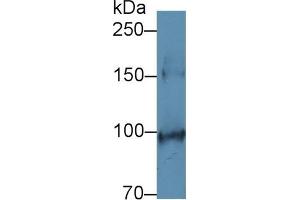 Detection of SCFR in Mouse Colon lysate using Polyclonal Antibody to Stem Cell Factor Receptor (SCFR) (KIT Antikörper  (AA 343-527))
