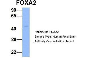 Western Blotting (WB) image for anti-Forkhead Box A2 (FOXA2) (Middle Region) antibody (ABIN2777512)