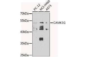 Western blot analysis of extracts of various cell lines, using CG antibody  at 1:1000 dilution. (CAMK1G Antikörper  (AA 217-476))