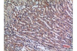 Immunohistochemistry (IHC) analysis of paraffin-embedded Mouse Kidney, antibody was diluted at 1:100.