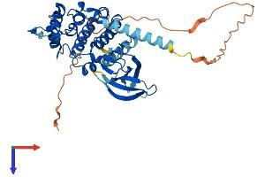 CDKL4 Protein (AA 1-379) (His tag)