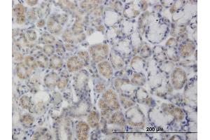 Immunoperoxidase of monoclonal antibody to PDK2 on formalin-fixed paraffin-embedded human salivary gland. (PDK2 Antikörper  (AA 187-276))