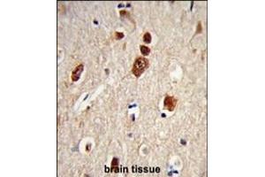 Formalin-fixed and paraffin-embedded human brain tissue reacted with ELAVL1 Antibody, which was peroxidase-conjugated to the secondary antibody, followed by DAB staining. (ELAVL1 Antikörper)