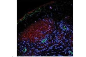 Sample Type: Mouse primary tissue, focusing in pLN Primary Dilution: 1mg/mLSecondaryDilution: 125 µg/mL (PPAP2A Antikörper  (Middle Region))